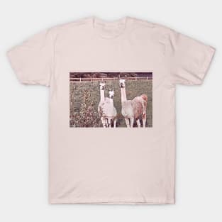 Llama Family 1B T-Shirt